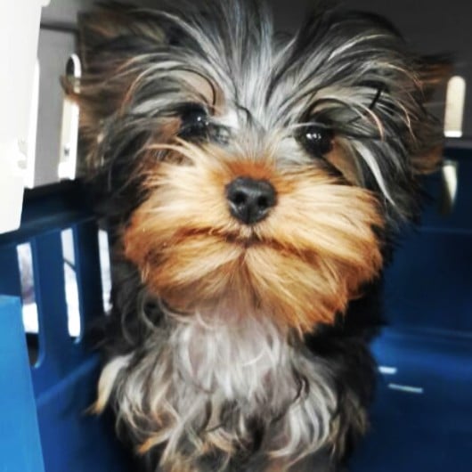 Buttercup - Yorkshire Terrier, Euro Puppy review from Kuwait