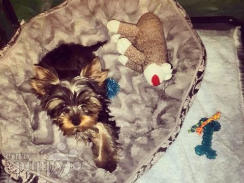 Buttercup - Yorkshire Terrier, Euro Puppy review from Kuwait