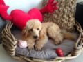 Jett - Miniature Poodle, Euro Puppy review from United Arab Emirates