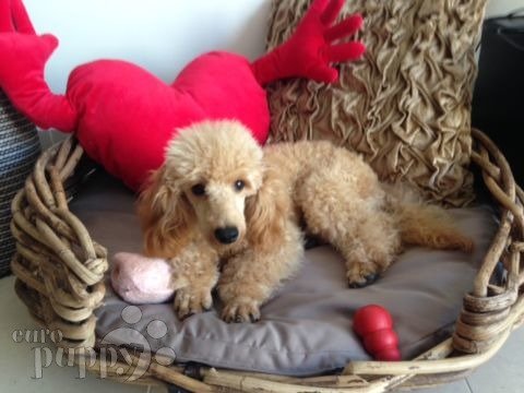 Jett - Miniature Poodle, Euro Puppy review from United Arab Emirates
