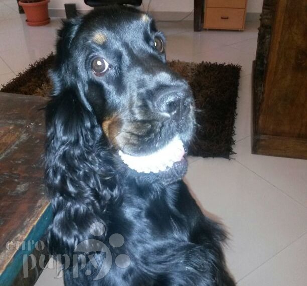 Forest - English Cocker Spaniel, Euro Puppy review from United Arab Emirates