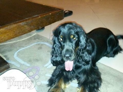 Forest - Cocker Spaniel Inglés, Euro Puppy review from United Arab Emirates