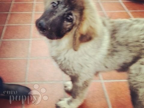 Satan - Caucasian Mountain Dog, Euro Puppy review from Jordan