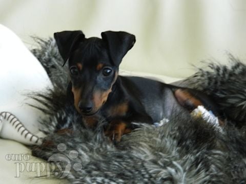 Maxi - Pinscher Miniatura, Euro Puppy review from United Arab Emirates