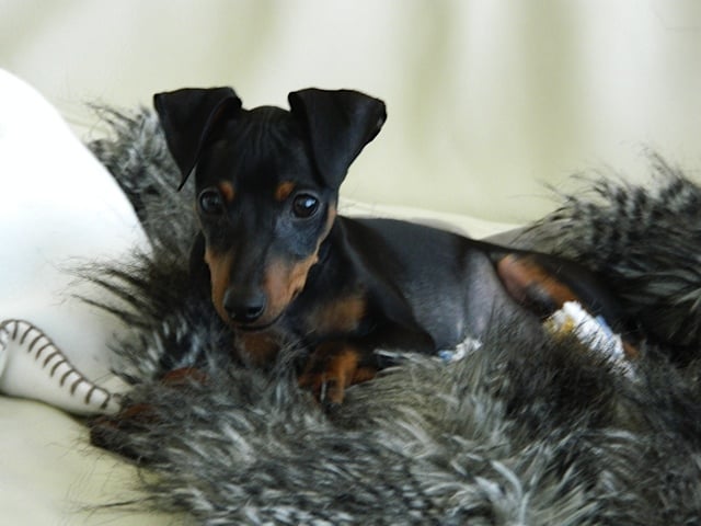 Maxi - Pinscher Miniatura, Euro Puppy review from United Arab Emirates