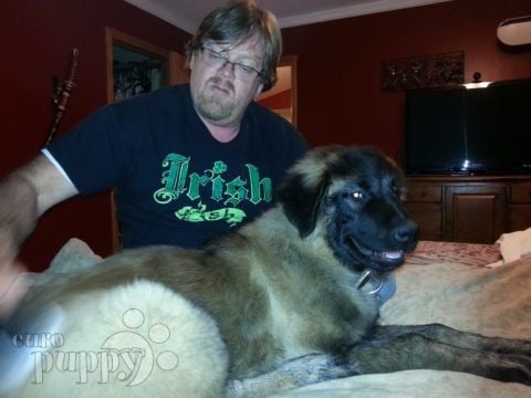 Damien - Caucasian Mountain Dog, Euro Puppy review from United States