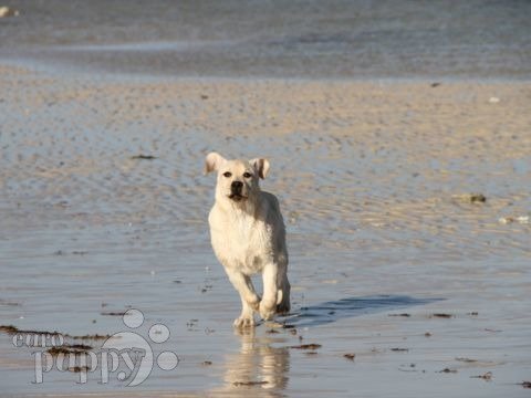 Maddy - Labrador Retriever, Euro Puppy review from Qatar