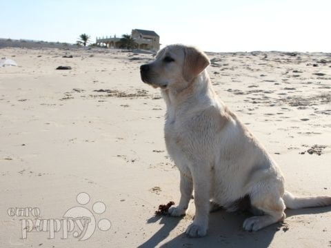 Maddy - Labrador Retriever, Euro Puppy Referenzen aus Qatar