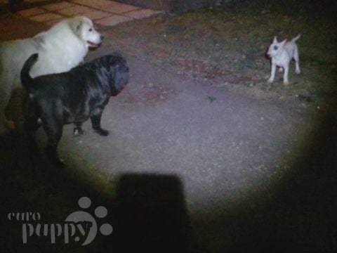 Dora (aka Celine) - Bull Terrier, Euro Puppy review from Finland