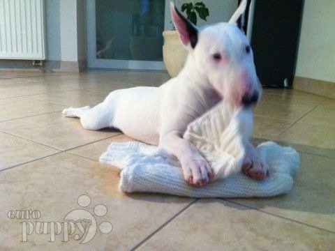 Girly - Bull Terrier Miniatura, Euro Puppy review from Russian Federation