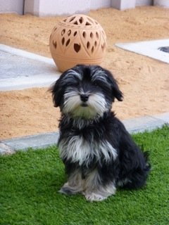 Diego - Havanese, Euro Puppy review from United Arab Emirates