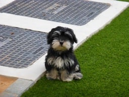 Diego - Havaneser, Euro Puppy review from United Arab Emirates