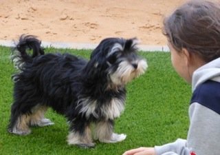 Diego - Havanese, Euro Puppy review from United Arab Emirates