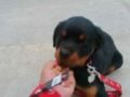 Hugo (aka Mighty Max) - Rottweiler, Euro Puppy review from United Arab Emirates