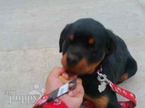 Hugo (aka Mighty Max) - Rottweiler, Euro Puppy Referenzen aus United Arab Emirates