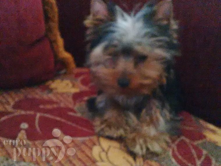 Micro - Yorkshire Terrier, Euro Puppy review from United Arab Emirates