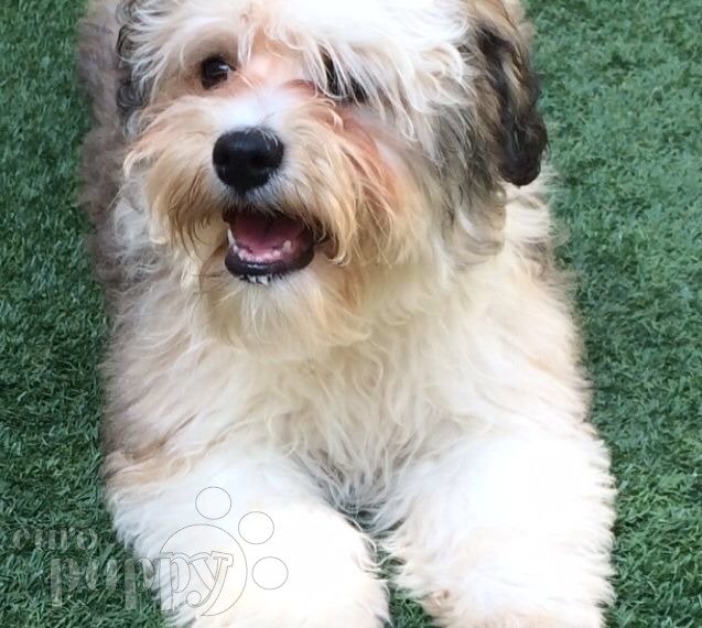Cahrley J (aka Mario) - Havanese, Euro Puppy review from United Arab Emirates