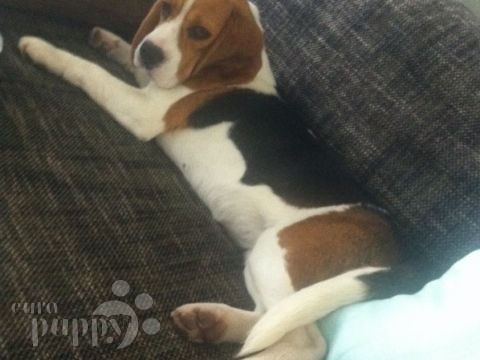 Nugget - Beagle, Euro Puppy review from Bahrain