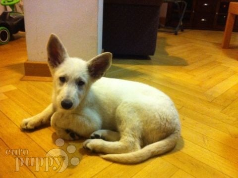 Jupiter - White Swiss Shepherd Dog, Euro Puppy review from Germany