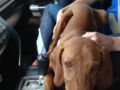 Hunter - Vizsla, Euro Puppy review from United Arab Emirates