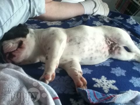 Jinx - French Bulldog, Euro Puppy review from United States