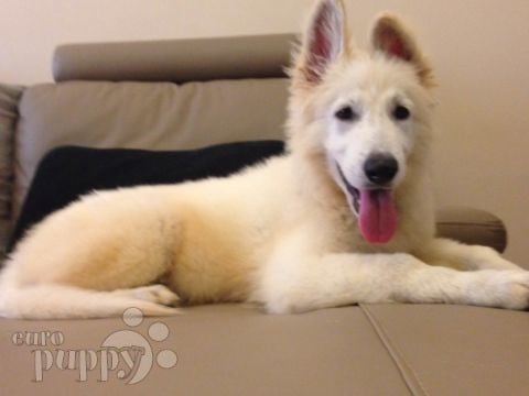 Snow Storm - Berger Blanc Suisse, Euro Puppy review from Kuwait