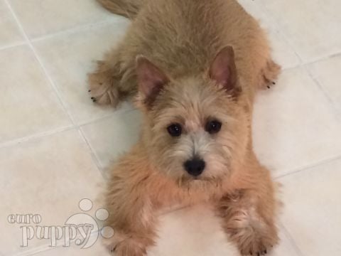 Bobbi - Norfolk Terrier, Referencias de Euro Puppy desde Qatar