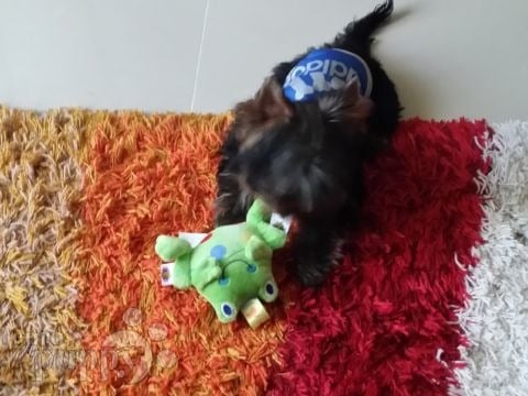 Micro - Yorkshire Terrier, Euro Puppy review from Kuwait