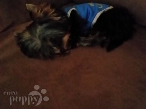 Micro - Yorkshire Terrier, Euro Puppy review from Kuwait