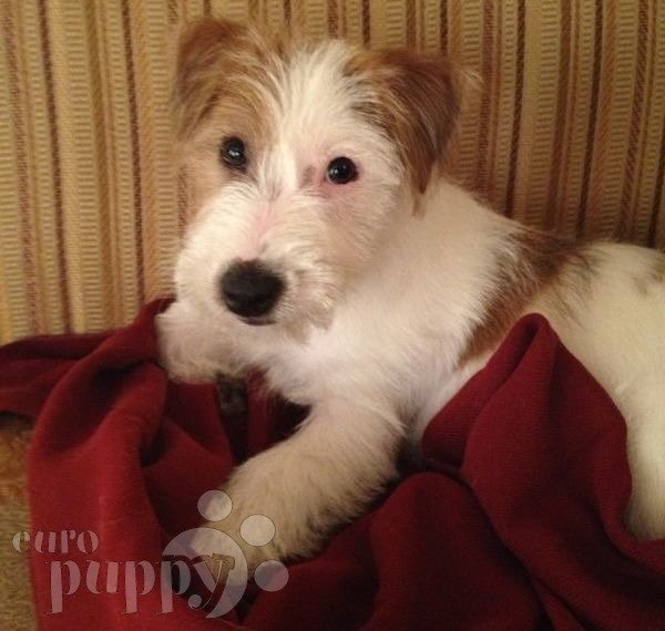 Rosco (aka Bandit) - Jack-Russell-Terrier, Euro Puppy review from Bahrain