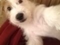 Rosco (aka Bandit) - Jack-Russell-Terrier, Euro Puppy review from Bahrain
