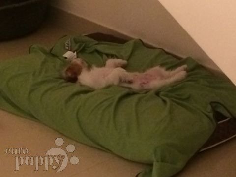 Rosco (aka Bandit) - Jack Russell Terrier, Referencias de Euro Puppy desde Bahrain