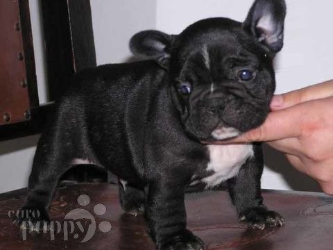 Emil - Französische Bulldogge, Euro Puppy Referenzen aus United States