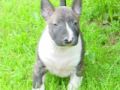 Wild Rose - Bullterrier, Euro Puppy review from United States