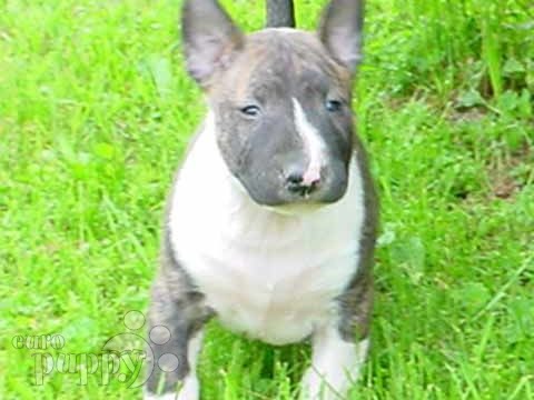 Wild Rose - Bull Terrier, Euro Puppy review from United States