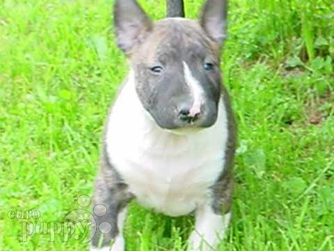 Wild Rose - Bullterrier, Euro Puppy review from United States