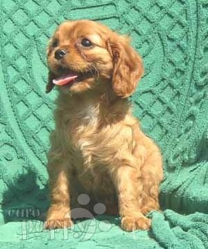 Phoebe - Cavalier King Charles Spaniel, Euro Puppy review from United States