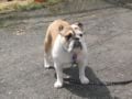 Bella - Bulldogge, Euro Puppy review from United States