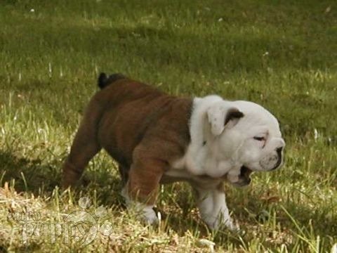 Leo - Bulldogge, Euro Puppy Referenzen aus United States