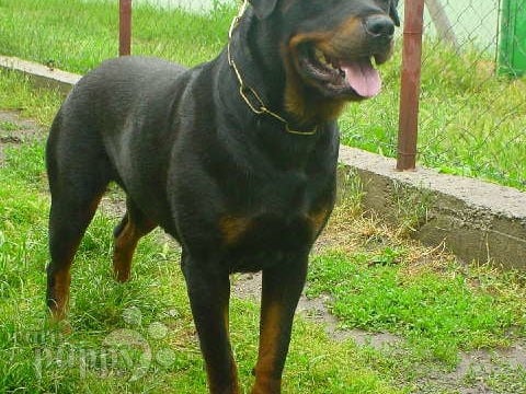 Astra - Rottweiler, Euro Puppy review from United States
