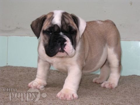 Windsor - Bulldog, Euro Puppy review from United States