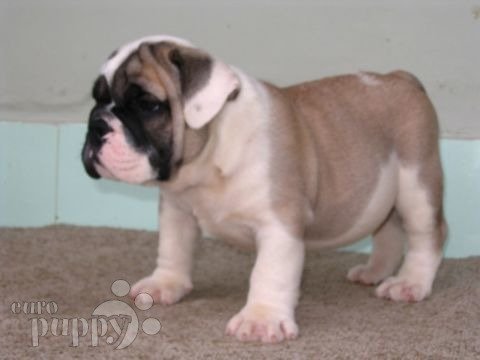 Windsor - Bulldog, Euro Puppy review from United States