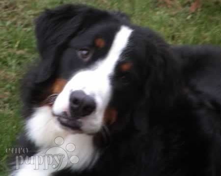 Parker & Stanley - Berner Sennenhund, Euro Puppy Referenzen aus United States