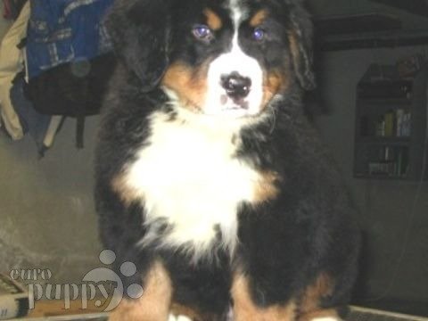 Zane - Berner Sennenhund, Euro Puppy review from United States