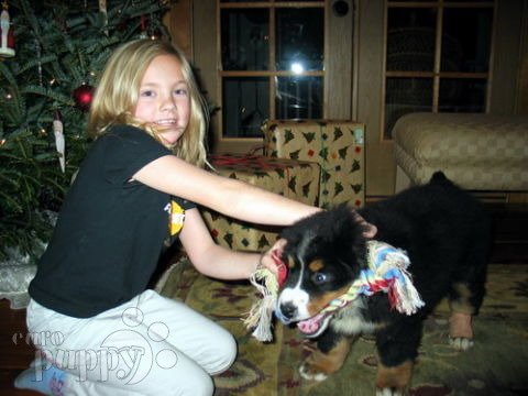 Zane - Berner Sennenhund, Euro Puppy review from United States