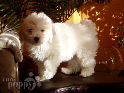 Roxy - Bichón Bolonés, Euro Puppy review from United States