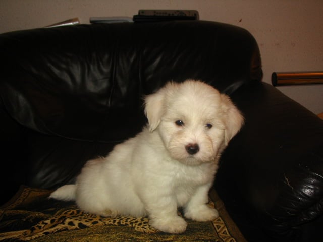 Isabella - Coton de Tulear, Euro Puppy review from United States