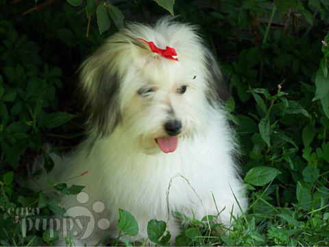 Brooklyn - Coton de Tulear, Euro Puppy review from United States