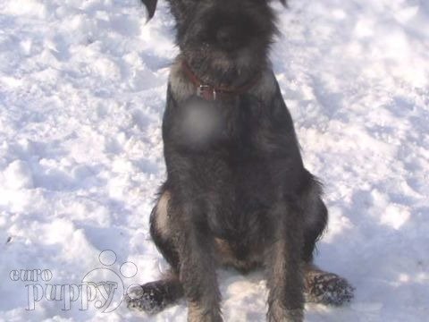 Elf - Standard Schnauzer, Euro Puppy review from United States