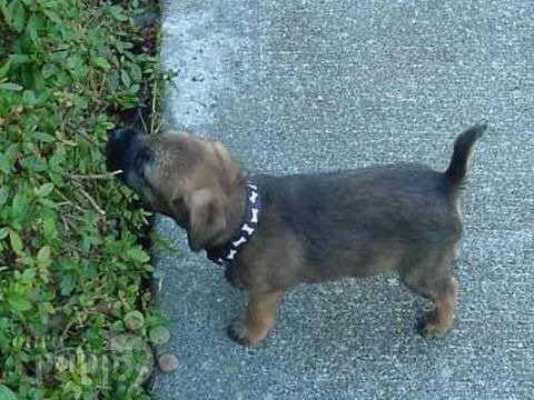 Wiley - Border Terrier, Euro Puppy Referenzen aus United States
